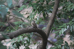 Muscicapa muttui