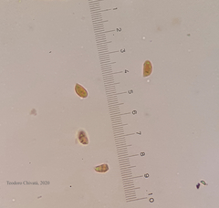 Collybiopsis gibbosa