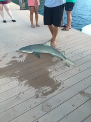 Negaprion brevirostris