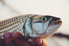 Hydrocynus vittatus