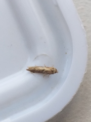 Blastobasis adustella