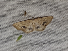 Idaea belemiata