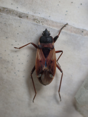 Eremocoris abietis