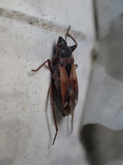 Eremocoris abietis
