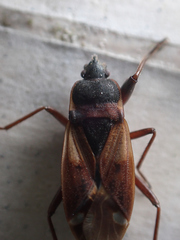 Eremocoris abietis
