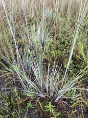 Andropogon virginicus