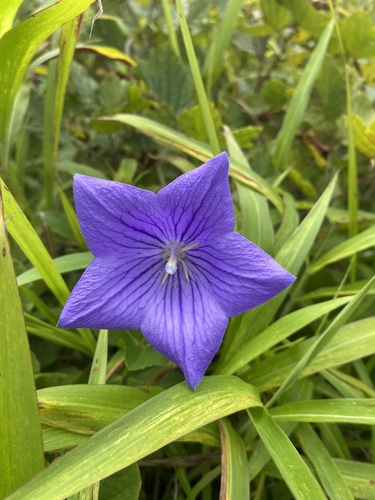 Platycodon grandiflorus