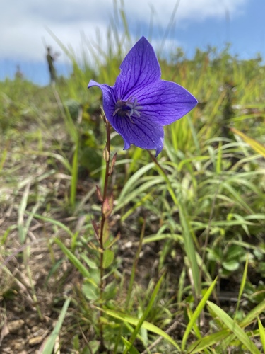 Platycodon grandiflorus