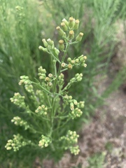 Erigeron sumatrensis
