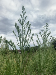 Erigeron sumatrensis