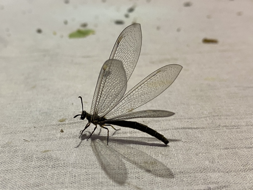 Myrmeleon bore