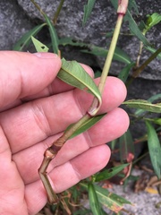 Persicaria minor