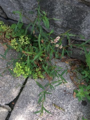 Persicaria minor