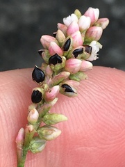 Persicaria minor