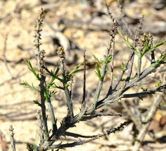 Thesium macrostachyum