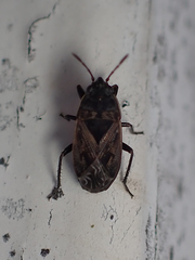 Trapezonotus arenarius