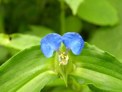 Commelina maculata