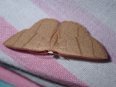 Apostegania rectilineata