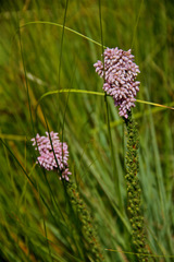 Erica alopecurus