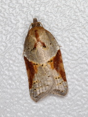 Acleris laterana