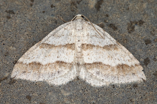Perizoma parallelolineata (Retzius, 1783)