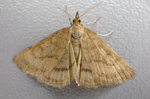 Scarce Marsh Pearl