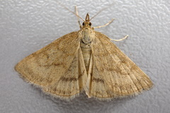 Psammotis pulveralis