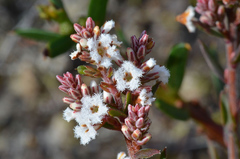 Leucopogon collinus