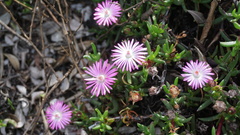 Lampranthus aduncus