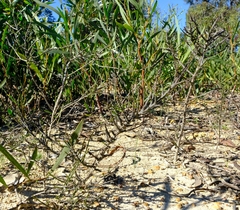 Thesium macrostachyum