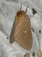 Anisota oslari