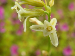 Dipcadi ursulae