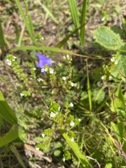Euphrasia maximowiczii
