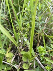 Euphrasia maximowiczii