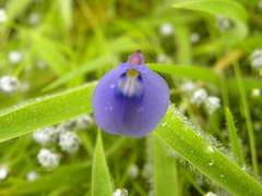 Utricularia arcuata
