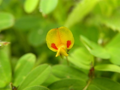 Smithia hirsuta