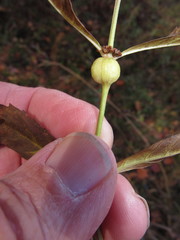 Neolasioptera lycopi