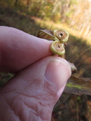 Neolasioptera lycopi