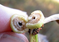 Neolasioptera lycopi