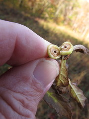 Neolasioptera lycopi