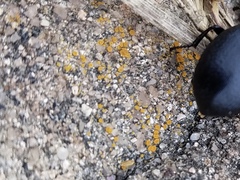 Polycauliona inconspecta