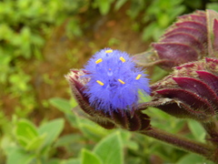 Cyanotis tuberosa