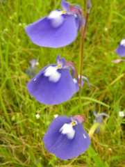 Utricularia arcuata