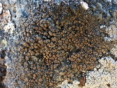 Protoparmelia badia