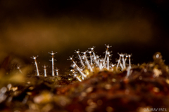 Stauridiosarsia nipponica