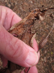 Neolasioptera vitinea