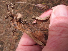 Neolasioptera vitinea