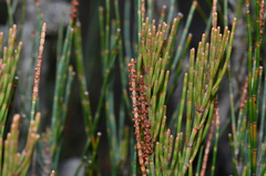 Allocasuarina monilifera