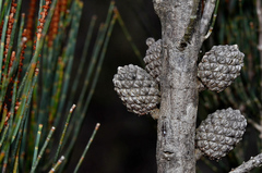 Allocasuarina monilifera