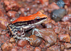 Hydrophylax bahuvistara